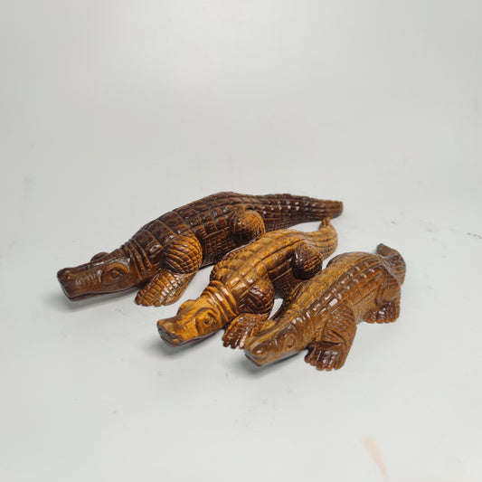 Tiger eye  Alligator