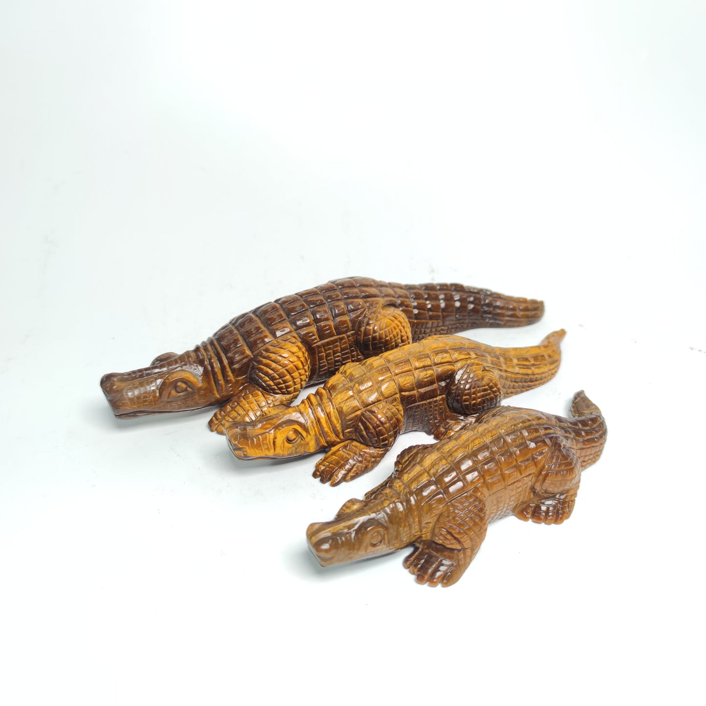 Tiger eye  Alligator