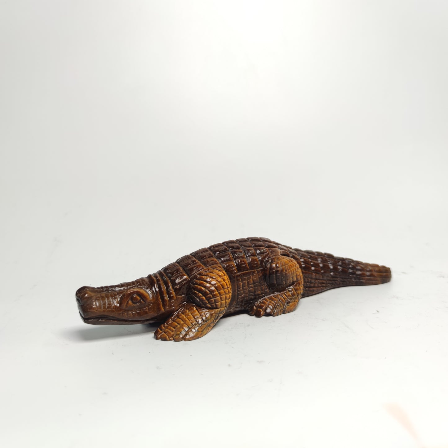 Tiger eye  Alligator
